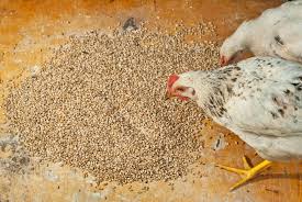 WHEAT BRAN