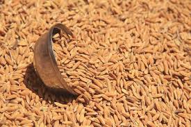 RICE BRAN